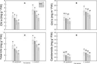 Photosynthesis Performance and Antioxidative Enzymes Response of Melia azedarach and Ligustrum lucidum Plants Under Pb–Zn Mine Tailing Conditions